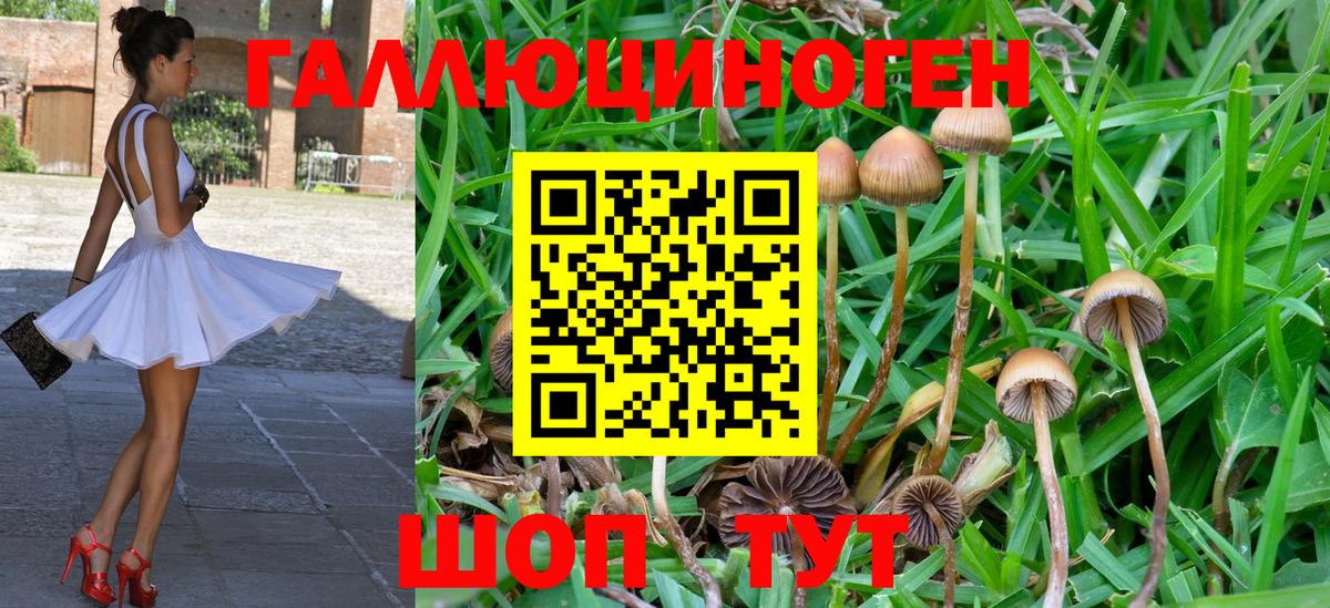 Псилоцибиновые грибы Cubensis Ялуторовск